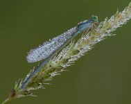 369 - DEWY DAMSELFLY 32 - HORSNELL JENNI - australia <div